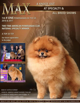 Moxiepom's Max Schmeling