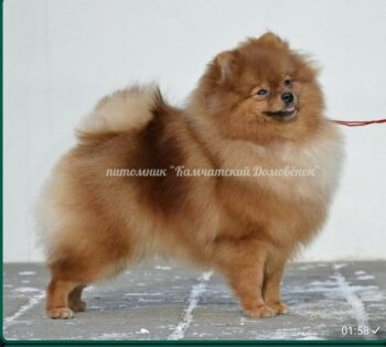 Kamchatskiy Domovyonok Emistral'