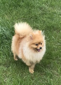 Pomeranskaya Liliya Viv'en Li