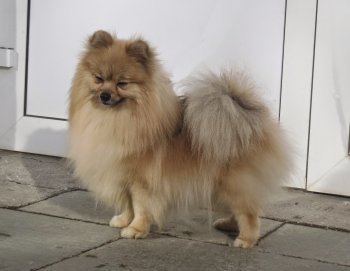 Favoritka Almaznogo Istochnika