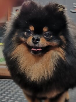Kama Pom Stayl Yaguar