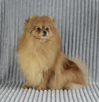 Sanbrait Dizzy Beauty