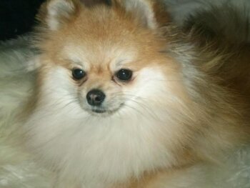 Katchinas Foxy Lady