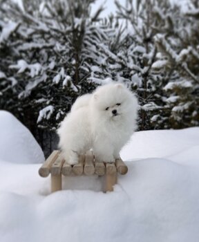 Lana’S Pom Vinni Vey