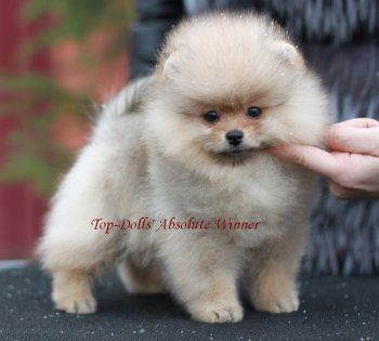 Top-Dolls Absolyut Vinner