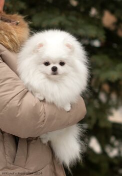 Star Gala Pom Lacey Lou