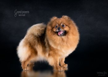 Cherutti Image