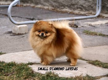 Small Diamond Lurdas