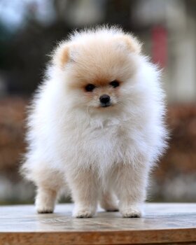 Fluffy Dream Pom Holly Jolly