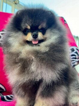 Kama Pom Stayl Emir
