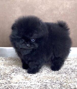 Kevin Keegan Black
