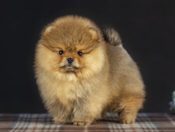 Ledi-Pom-Charm Ember Michelle