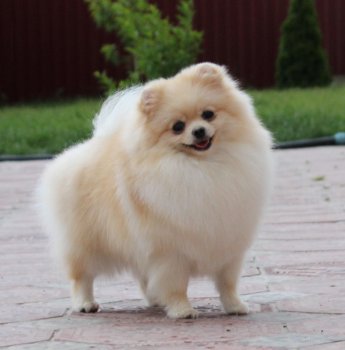 Ulyanka Masterpiecepom