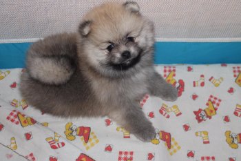 Lui Mishel' Filipp