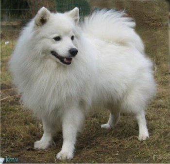 Noblewhite Great Hope