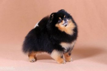 Fortune'c Gift Real Macho