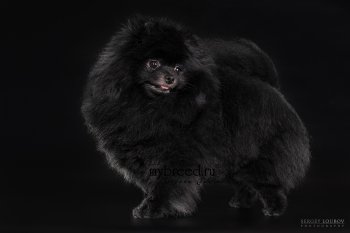 Zennaya Shtuchka Visshego Sorta