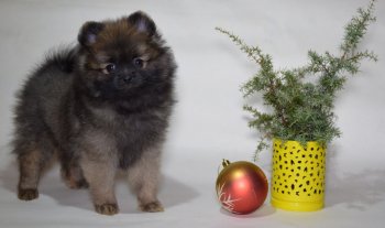 Ognennyy Lis Zabava