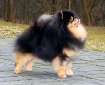 Star-Ginter Valentino