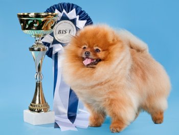 Powerpom Total Performance