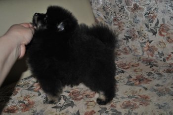 Medzhik Doll Izabelli