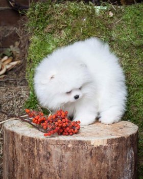 Fluffi Magic Pizhon