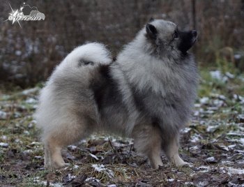 Almaznii Istochnik Romantichnaya Barishnya