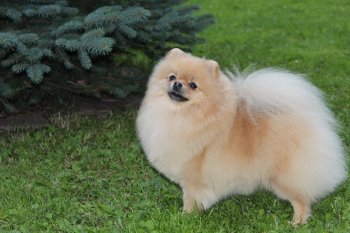 Yappi Golden Girl