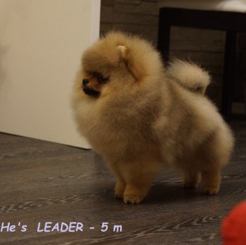 Fakt He's Leader