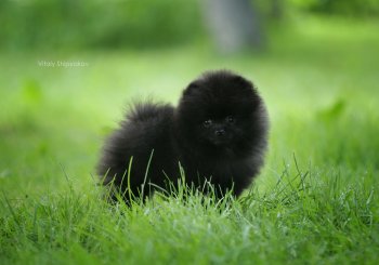 Jul's Poms Whisper In The Dark
