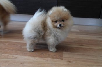 Yu G Style Just Chloe