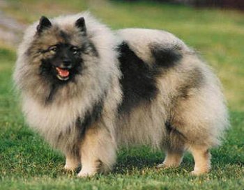 Keestorpets Cherrioue