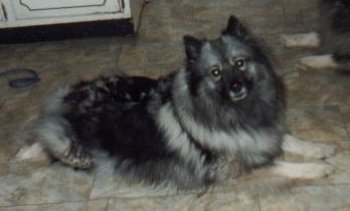 Leifhond Chantara