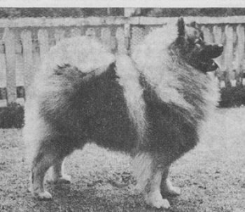 Ledwell Dutchman
