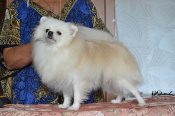 Nezhnyy Tsvetok Ayris