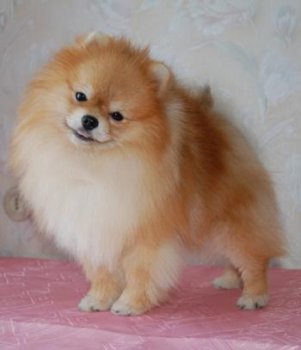 Royal Poms Yusmin Blyuz