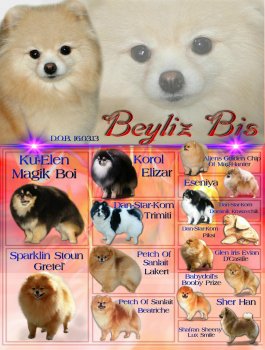 Beyliz Bis