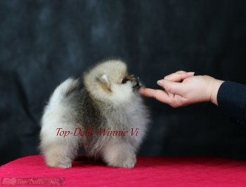 Top-Dolls Vinni Vi