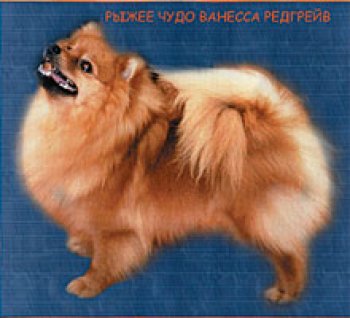 Rizhee Chudo Vannesa Redgreiv