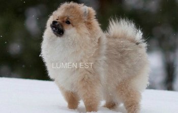 Lumen Est Gratsiya