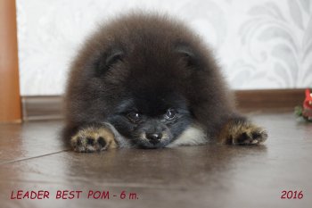 Leader Best Pom