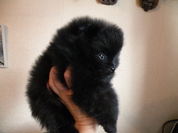 Ku-Elen Yudzhin Negro