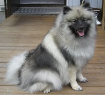 Finriikan Queena