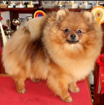 X-Surprise Of Maja's Pomeranianworld
