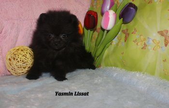 Yasmin Lissat