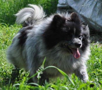 Angelochek Cvetushaya Vishenka