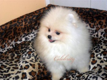 Celebrity Dog Estafia For Pommania