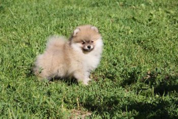 Sunny Pom Felichita Of Pommania