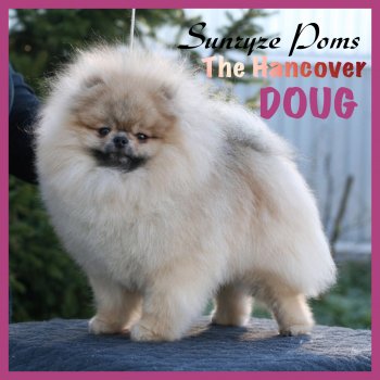 Sunryze Poms The Hancover Doug