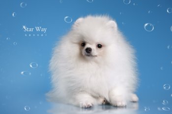 Star Way Gold Avrora
